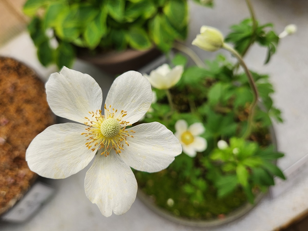 설강바람꽃(사계바람꽃)