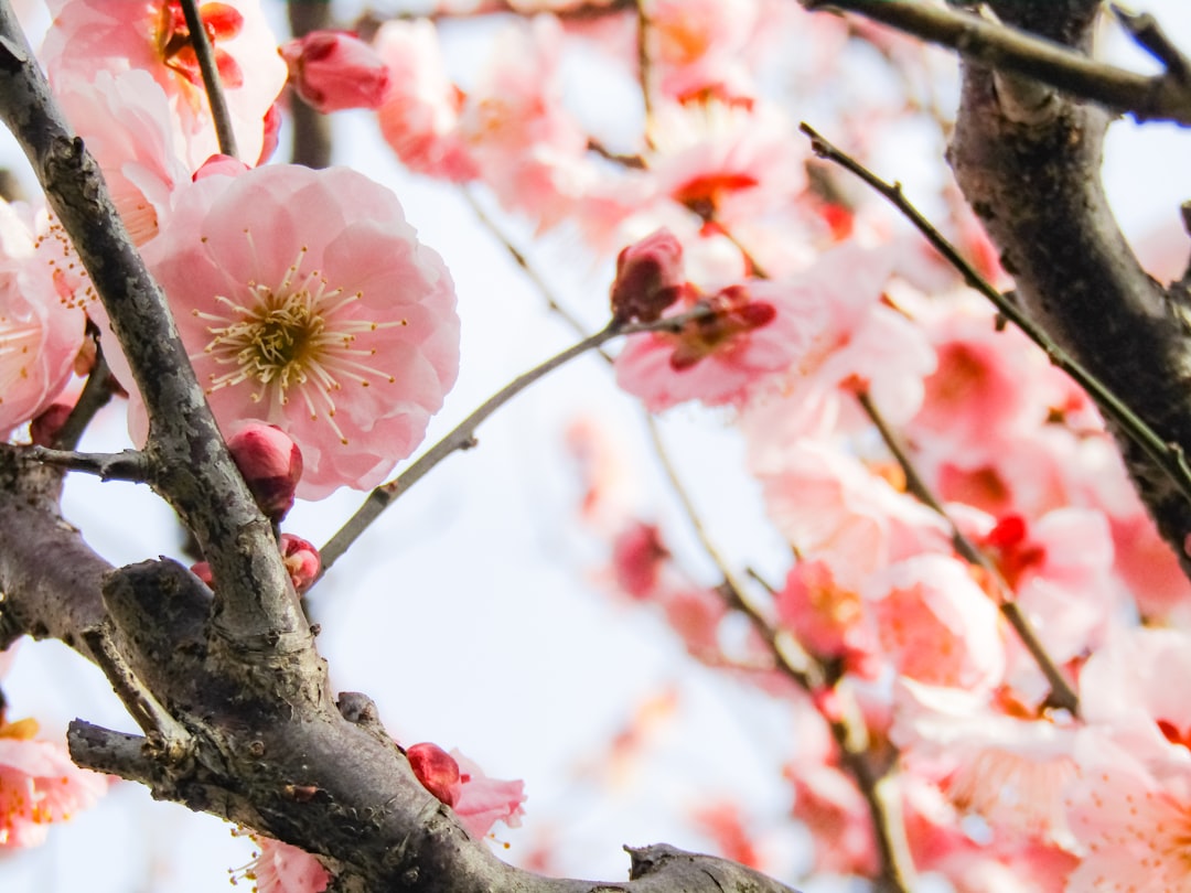 Plum blossom