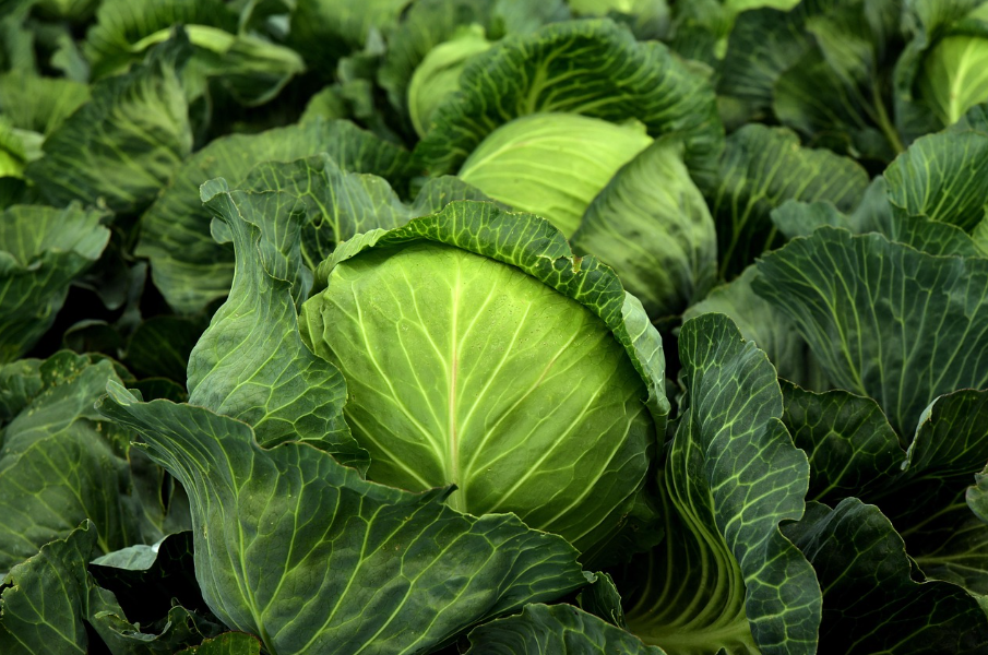 양배추 사진