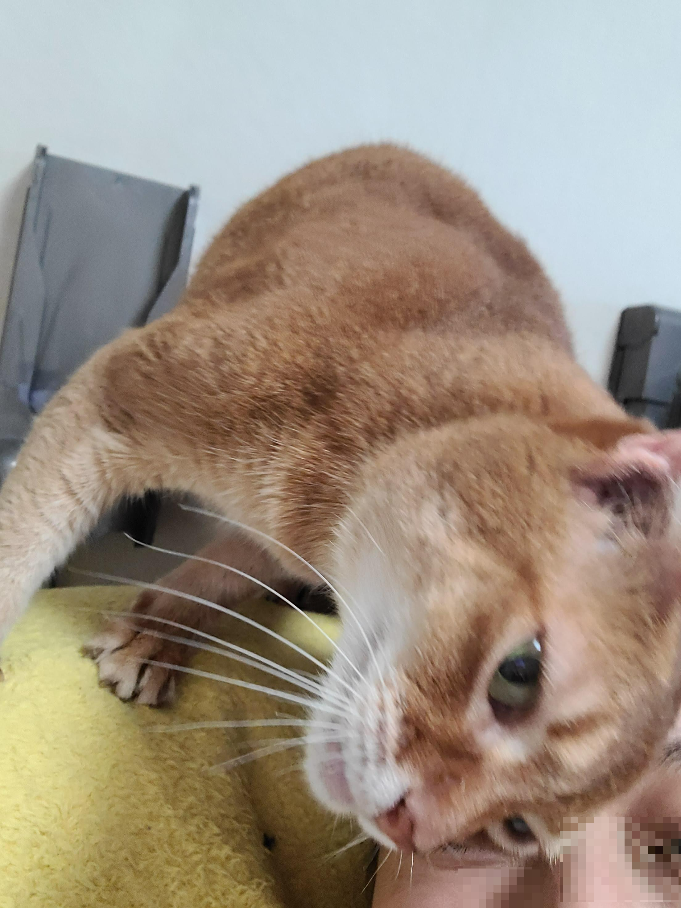 때가 되었다! 아이들 화장실 모래 전체갈이 한날.