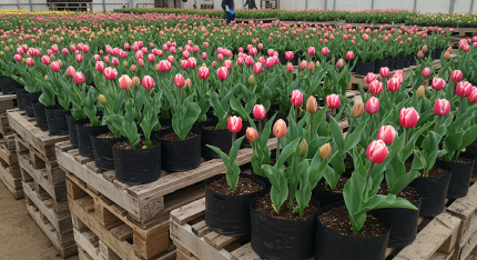 보롬왓 튤립축제