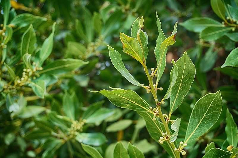 인도 월계수잎 (Indian Bay Leaf&amp;#44; Tej Patta) 