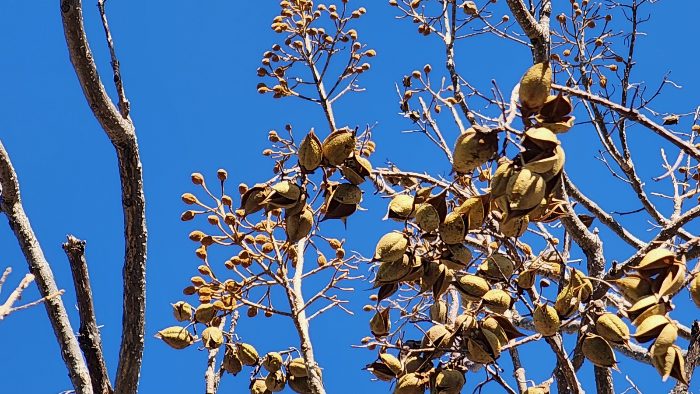 오동나무 열매 , 오동삭과( 梧桐蒴果) , 포동과(泡桐果)