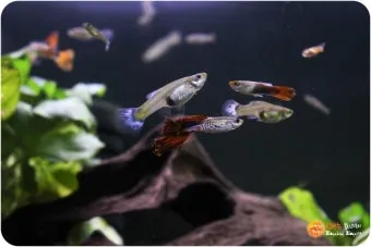 구피 키우기와 건강하게 번식시키는 팁_13