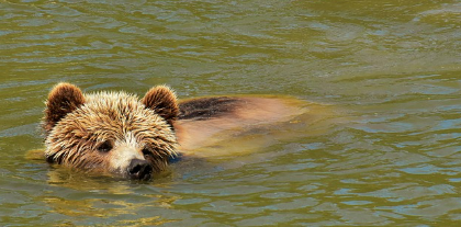 곰꿈 상황별 해몽