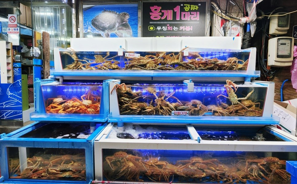 포항 구룡포 맛집 영일만회대게