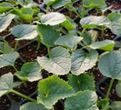 참외 모종 키우기