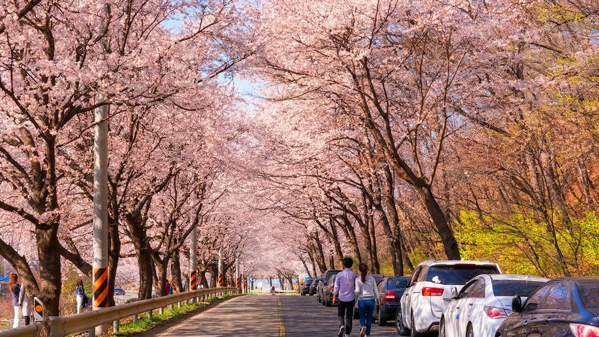 하동 십리벚꽃길