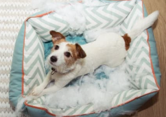 강아지 분리불안 예방, 혼자 놀기 훈련법은?