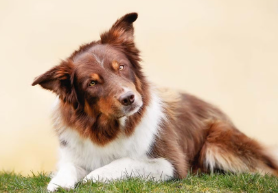 개가 고개를 갸우뚱거리다.