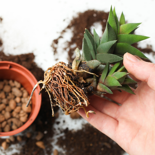 다육식물 분갈이 4단계 새로운 화분에 배수층 만들기