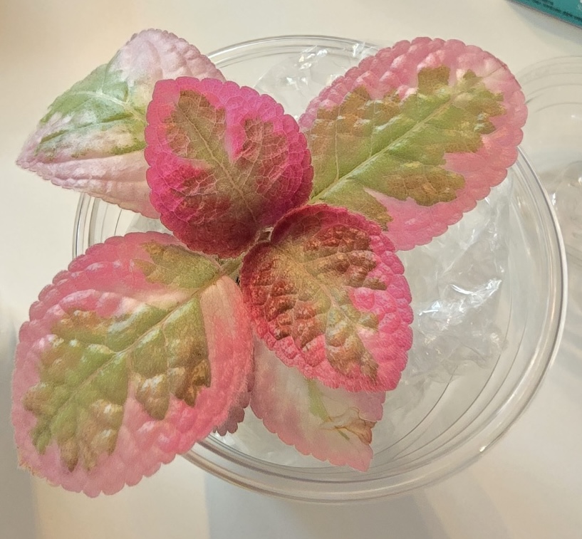 에피스시아 클레오파트라