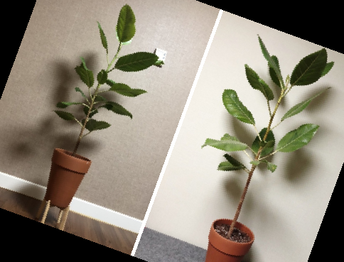 실내 공기정화식물 순위