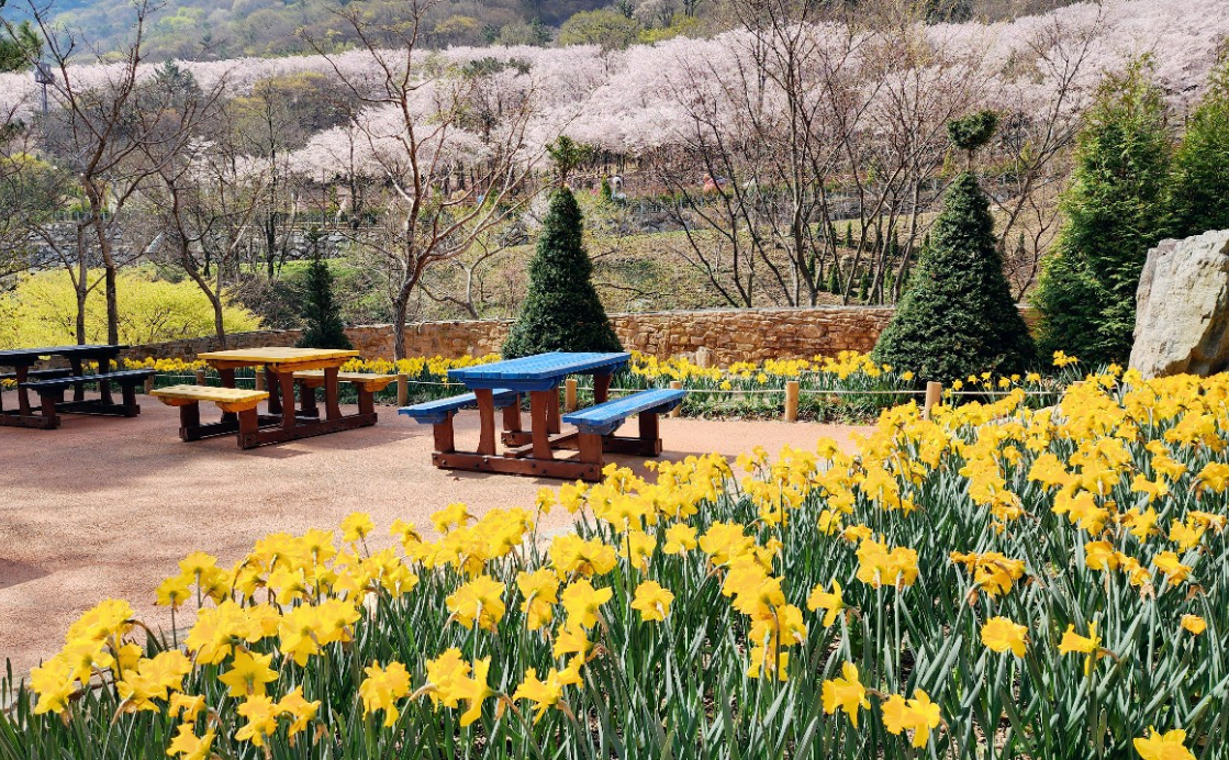 월아산 숲속의 진주 수선화