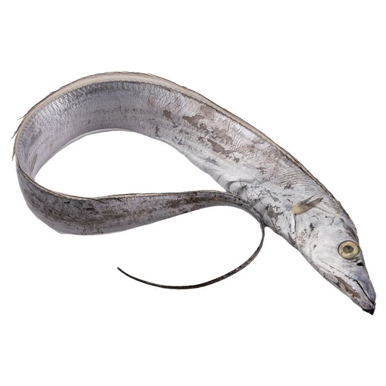 갈치 영양 성분