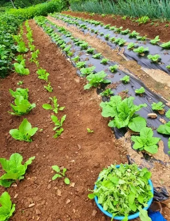 가을 텃밭 작물 추천 상추 열무 시금치 쌈채소 재배법_8