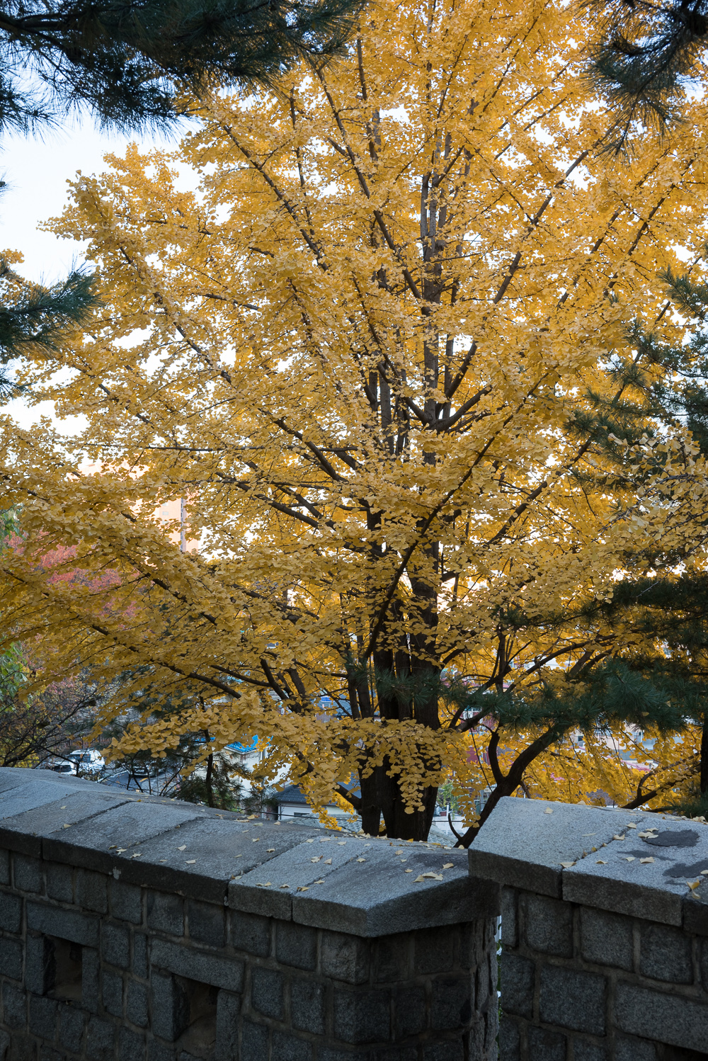 숨은 단풍길 명소 다산성곽길