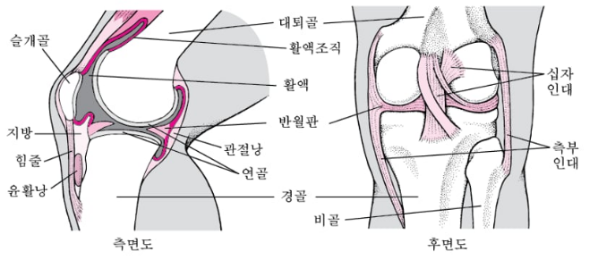 관절 윤활액