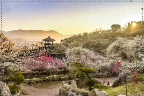 2026 광양매화축제 일정 총정리: 주차부터 입장료 환급 꿀팁까지