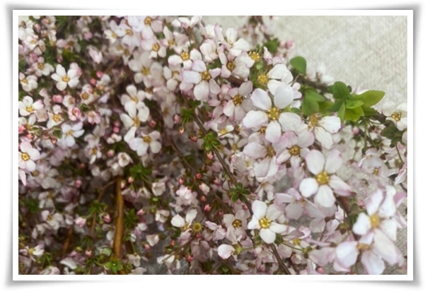 &quot;설유화&quot; 눈꽃보다 아름다운 꽃, 봄을 깨우는 순백의 기적!