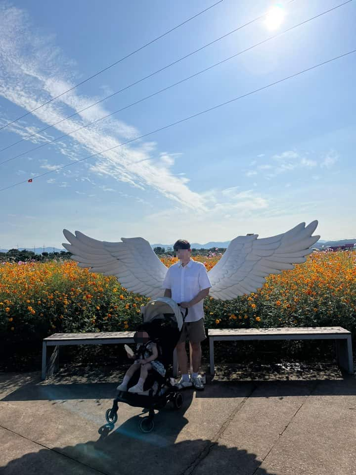 대부 잠수교 황화코스모스