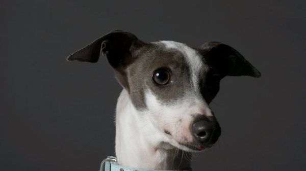 귀가 쫑긋한 강아지