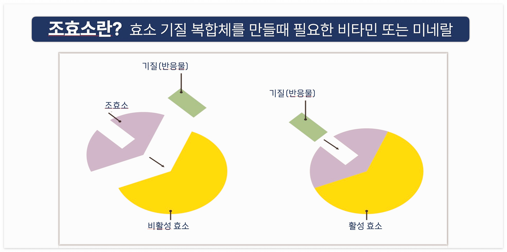 조효소의 개념을 묘사한 그림입니다.