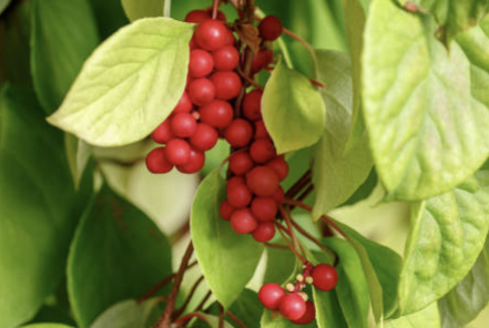 오미자 효능 부작용 먹는법 오미자차 만드는 방법 오미자청 총정리