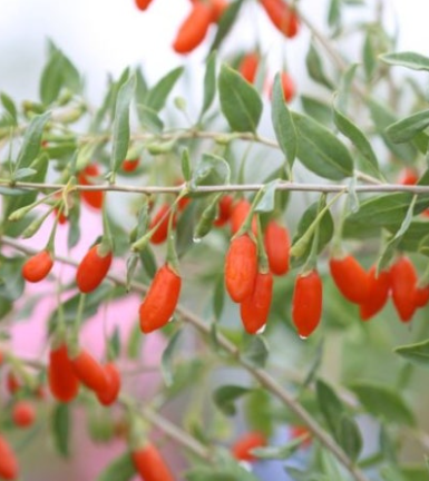 구기자 분말 가격