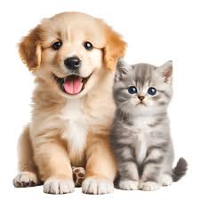 생활기록부 발급 조회 방법 총정리|온라인 간편 신청 가이드