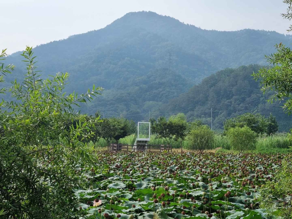 [4월~5월 여행지]만개한 꽃잔디와 봄날의 감동, 거창창포원에서 만난 힐링의 순간