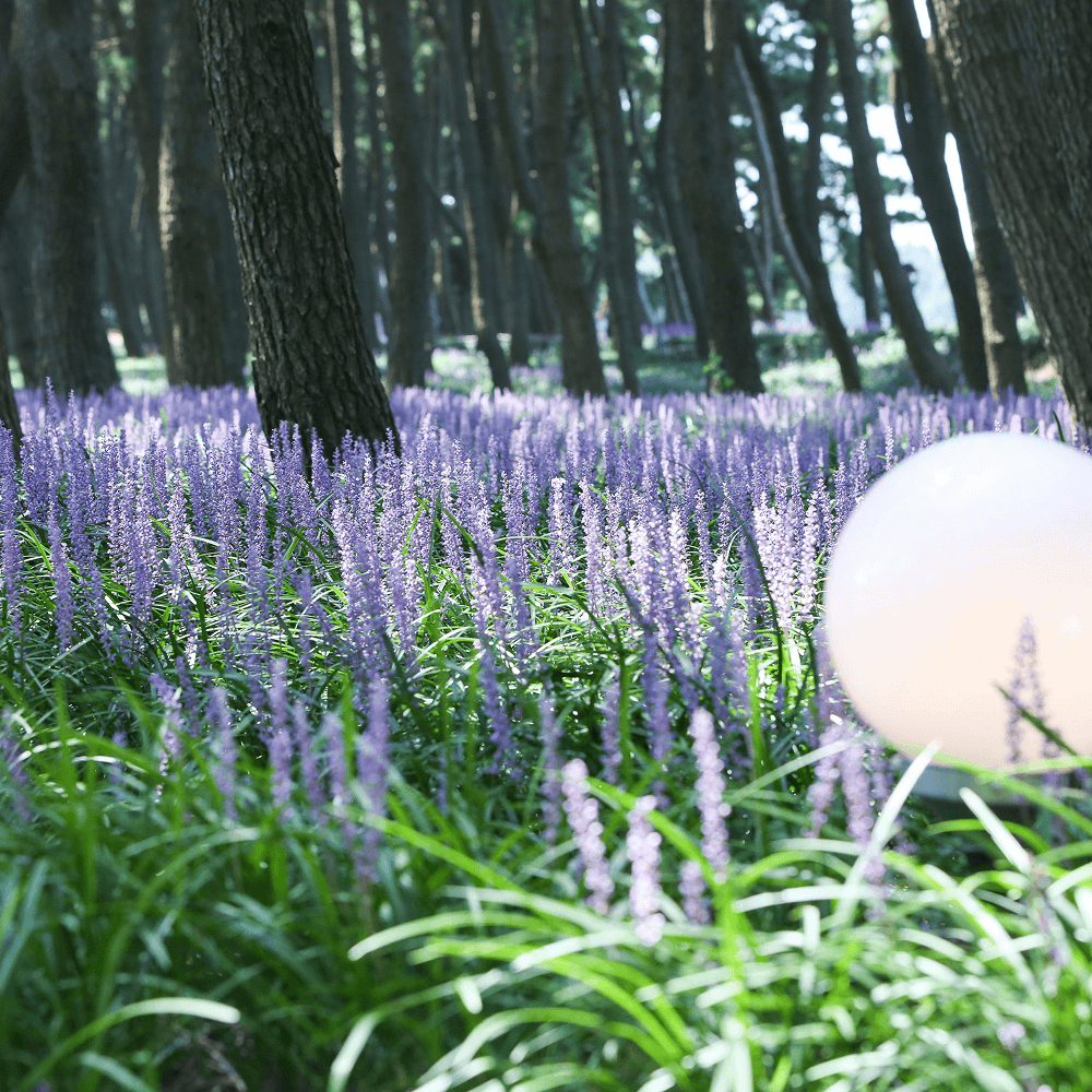 장항 맥문동 꽃 축제 송림자연휴양림