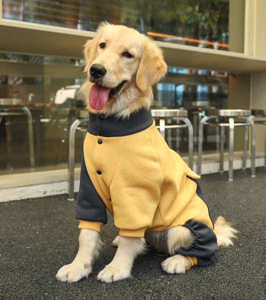 반려견 옷관련 사진