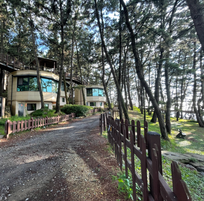 [6시 내고향] 보령 키조개 택배주문&amp;#44; 카트체험&amp;#44; 죽도상화원&amp;#44; 은고개마을뽕센터 정보