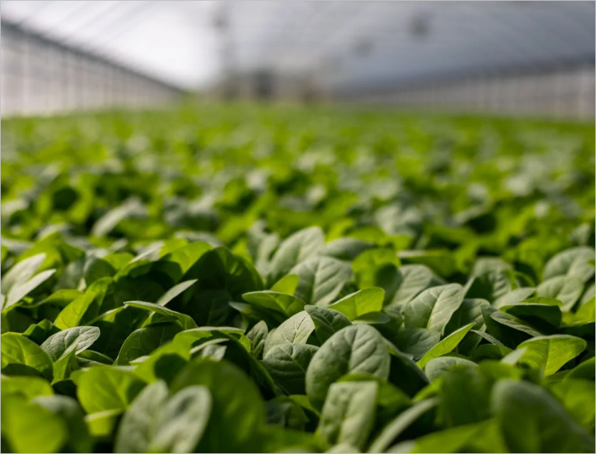 루테인 효능 총정리, 5분만에 알아보는 눈 건강의 비밀!