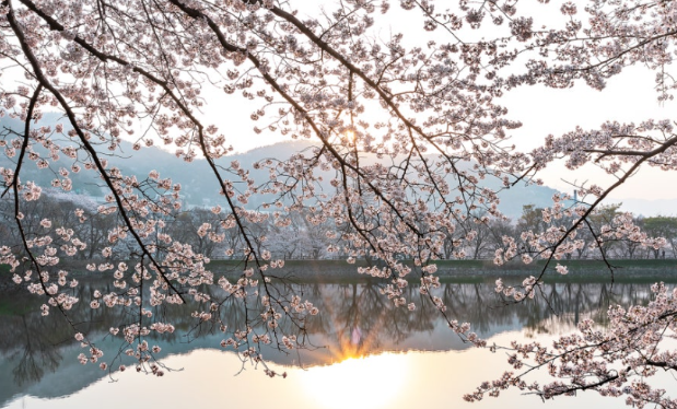 벚꽃