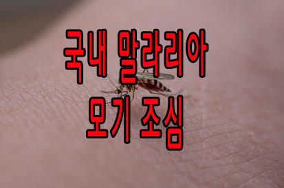 국내 말라리아 모기 조심
