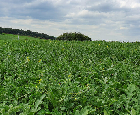 극한직업 고창 수박