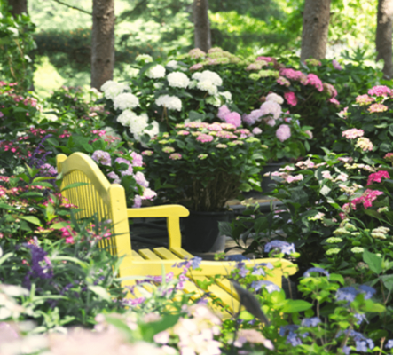 아침고요수목원 수국 전시회 일정 주차 정보 포토존 즐길거리