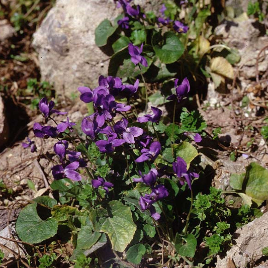 스위트 바이올렛