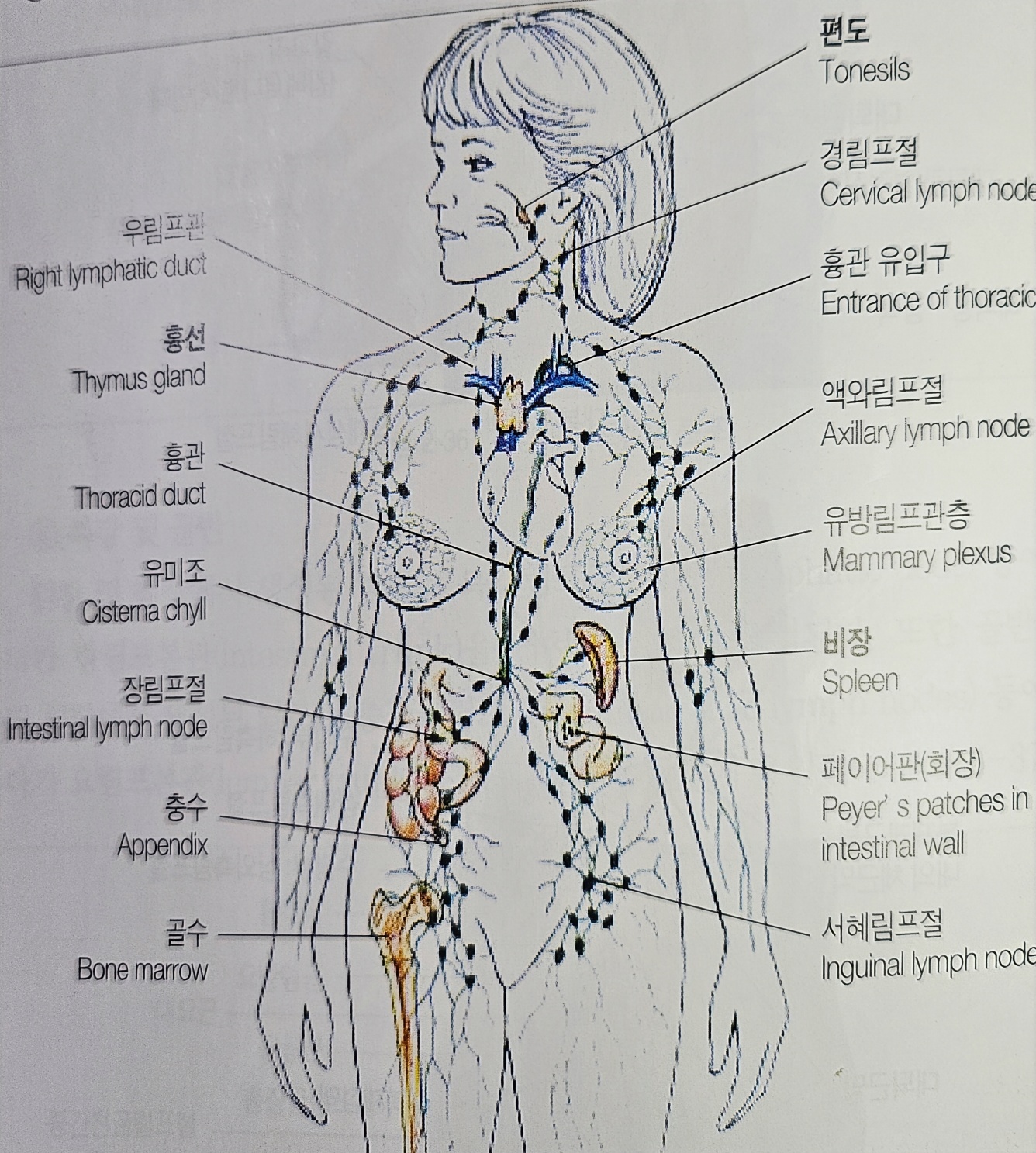 림프기관