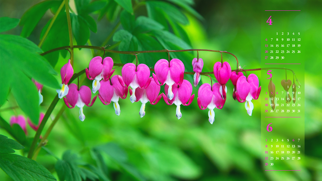 02 금낭화 두줄기 B - 2025년5월 노트북배경화면