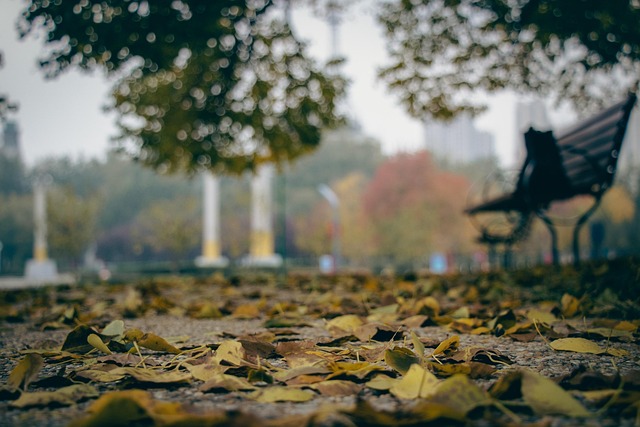 낙엽이 소복이 쌓인 공원 길과 멀리 보이는 벤치 실루엣이 있는 가을 풍경