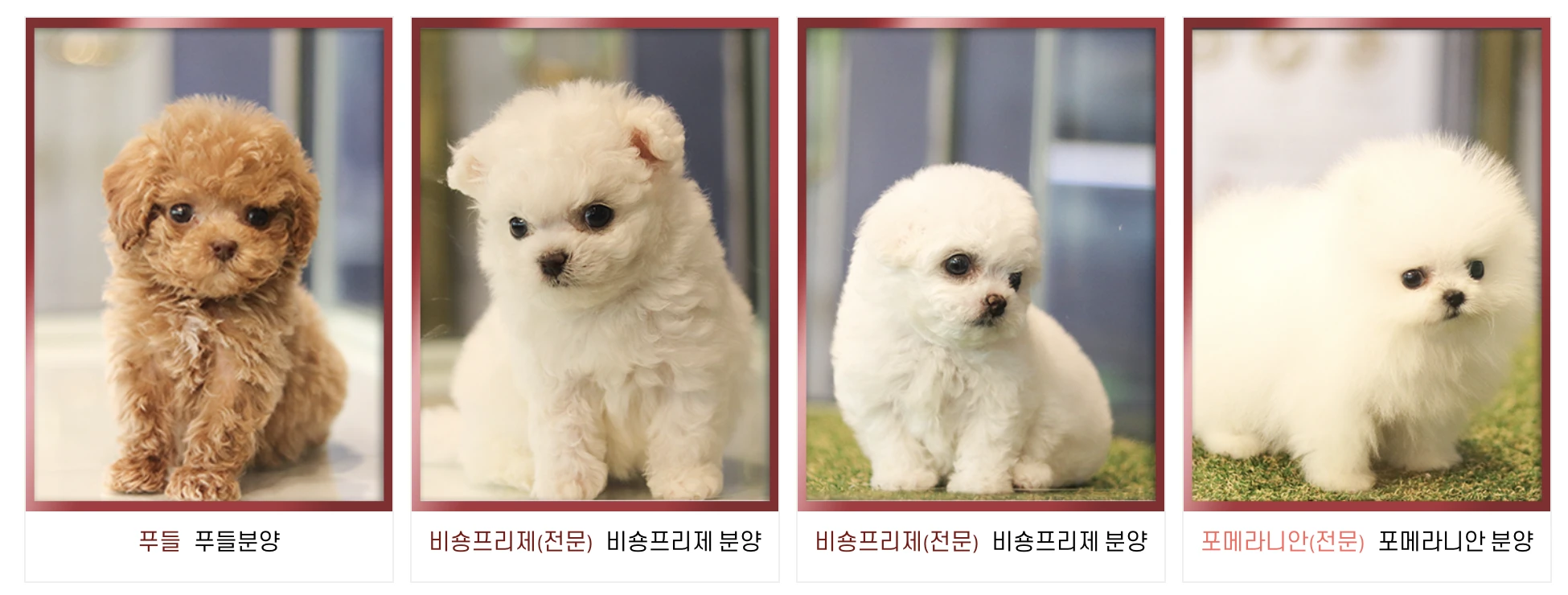강아지 무료분양
