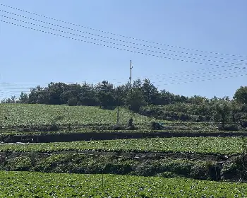 광주 김치축제_3