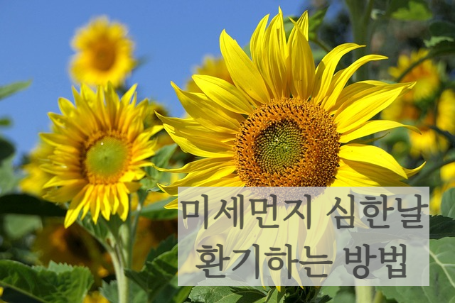 미세먼지 황사 심한날 환기 공기청정