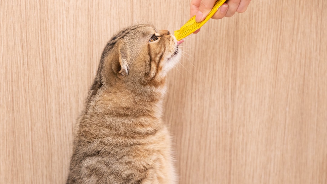 Cat food.