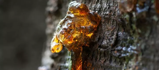 호박은 수지 화석