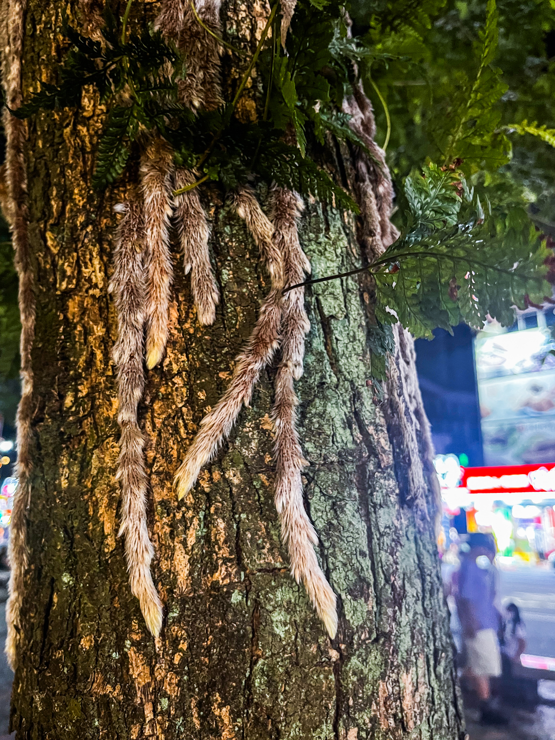 대만 넉줄고사리