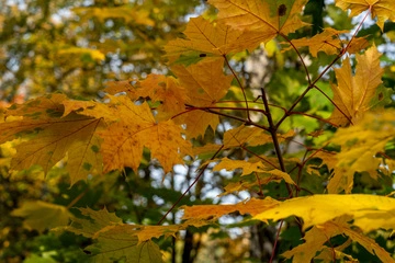 하늘마-수확시기